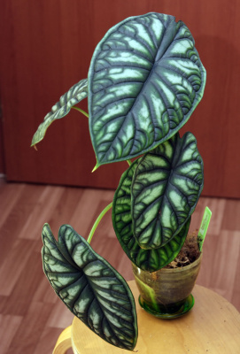 Алоказия Дрэгон скайл, в стакане Алоказия Дрэгон скайл, в стакане